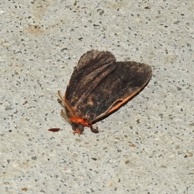 Castulo doubledayi (Doubleday's Footman) at Paddys River, ACT - 25 Feb 2019 by RodDeb