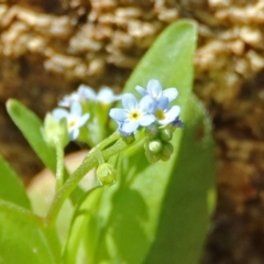 Myosotis laxa subsp. caespitosa (Water Forget-me-not) at Paddys River, ACT - 25 Feb 2019 by RodDeb