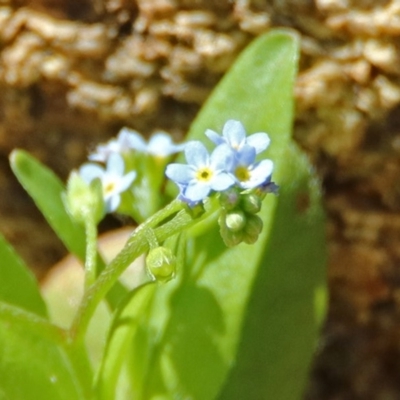 Myosotis laxa subsp. caespitosa (Water Forget-me-not) at Paddys River, ACT - 25 Feb 2019 by RodDeb