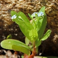 Myosotis laxa subsp. caespitosa at Paddys River, ACT - 25 Feb 2019