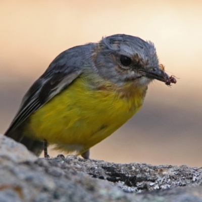 Eopsaltria australis (Eastern Yellow Robin) at Gibraltar Pines - 25 Feb 2019 by RodDeb