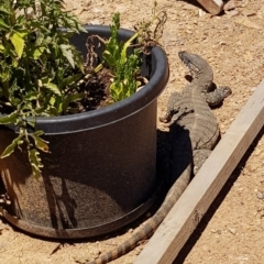 Varanus rosenbergi (Heath or Rosenberg's Monitor) at Sutton, NSW - 24 Dec 2018 by Talie