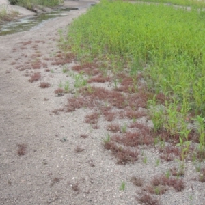 Myriophyllum verrucosum at Tharwa, ACT - 3 Feb 2019