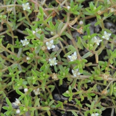 Crassula helmsii (Swamp Stonecrop) at Tharwa, ACT - 3 Feb 2019 by MichaelBedingfield