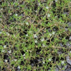 Crassula helmsii at Tharwa, ACT - 3 Feb 2019 06:07 PM