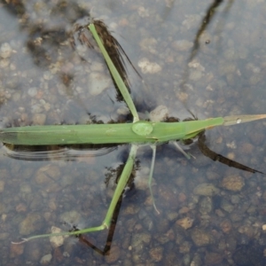 Acrida conica at Tharwa, ACT - 3 Feb 2019 06:21 PM