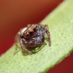 Opisthoncus sp. (genus) (Unidentified Opisthoncus jumping spider) at Spence, ACT - 26 Feb 2019 by Laserchemisty