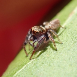 Opisthoncus sp. (genus) at Spence, ACT - 27 Feb 2019