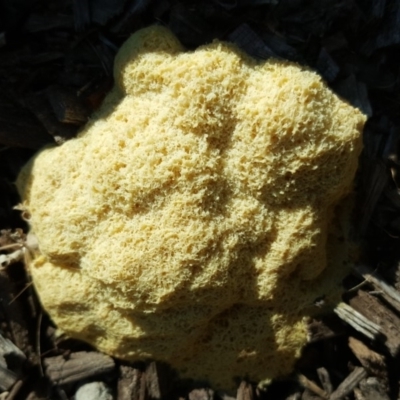 Fuligo septica (Scrambled egg slime) at Isaacs, ACT - 26 Feb 2019 by Mike