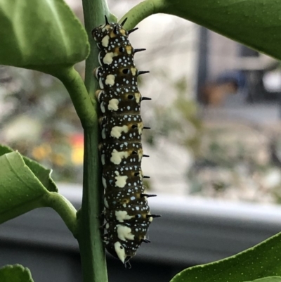 Papilio anactus (Dainty Swallowtail) at Monash, ACT - 27 Feb 2019 by jackQ