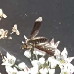 Comptosia sp. (genus) (Unidentified Comptosia bee fly) at Isaacs, ACT - 27 Feb 2019 by Mike