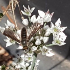 Comptosia sp. (genus) at Isaacs, ACT - 27 Feb 2019