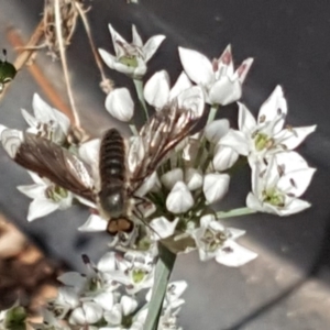 Comptosia (genus) at Isaacs, ACT - 27 Feb 2019 12:24 PM