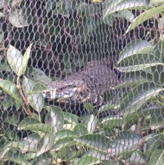 Varanus varius (Lace Monitor) at Wolumla, NSW - 21 Jan 2019 by PatriciaDaly