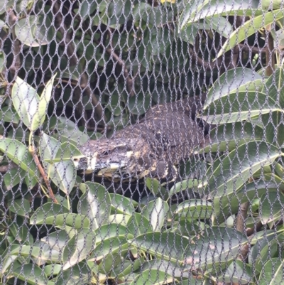 Varanus varius (Lace Monitor) at Wolumla, NSW - 21 Jan 2019 by PatriciaDaly