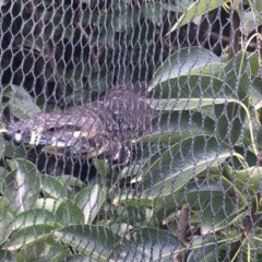 Varanus varius at Wolumla, NSW - suppressed
