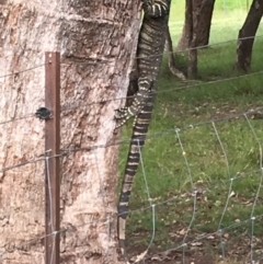 Varanus varius at Wolumla, NSW - suppressed
