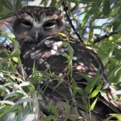 Ninox boobook (Southern Boobook) at Wanniassa, ACT - 27 Feb 2019 by JohnBundock