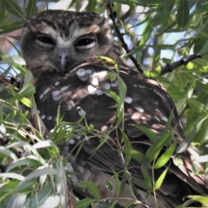 Ninox boobook at Wanniassa, ACT - 27 Feb 2019 03:43 PM