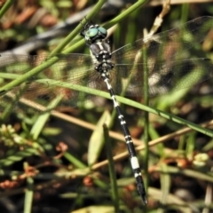 Parasynthemis regina (Royal Tigertail) at Mulligans Flat - 27 Feb 2019 by JohnBundock