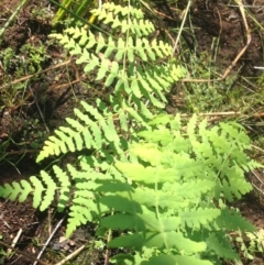 Histiopteris incisa (Bat's-Wing Fern) at Jervis Bay, JBT - 21 Jan 2019 by MeenaS