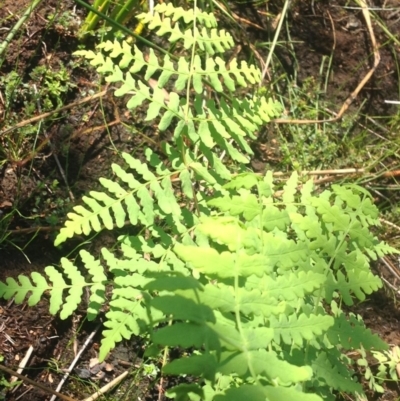 Histiopteris incisa (Bat's-Wing Fern) at Jervis Bay, JBT - 22 Jan 2019 by MeenaS