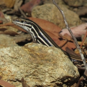 Ctenotus taeniolatus at Hackett, ACT - 27 Feb 2019