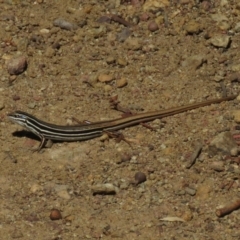 Ctenotus taeniolatus at Hackett, ACT - 27 Feb 2019