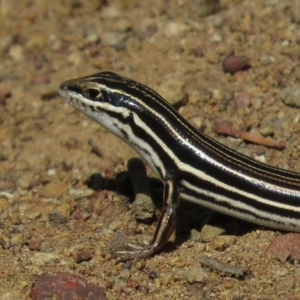 Ctenotus taeniolatus at Hackett, ACT - 27 Feb 2019