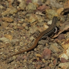 Ctenotus taeniolatus at Hackett, ACT - 27 Feb 2019