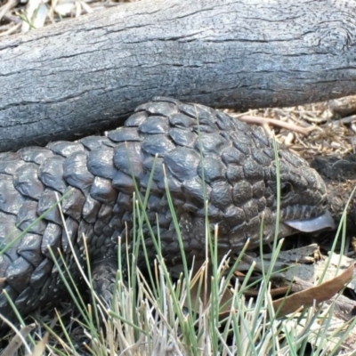 Tiliqua rugosa (Shingleback Lizard) at Hackett, ACT - 27 Feb 2019 by KumikoCallaway
