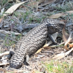 Tiliqua rugosa at Hackett, ACT - 27 Feb 2019