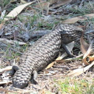 Tiliqua rugosa at Hackett, ACT - 27 Feb 2019 11:47 AM