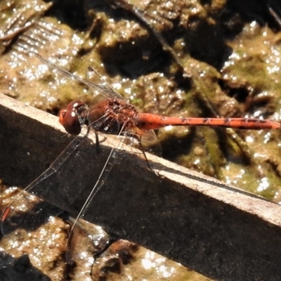 Diplacodes bipunctata (Wandering Percher) at Aranda Bushland - 27 Feb 2019 by JohnBundock