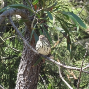 Pyrrholaemus sagittatus at Majura, ACT - 27 Feb 2019