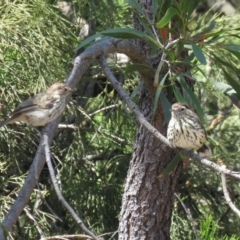 Pyrrholaemus sagittatus at Majura, ACT - 27 Feb 2019