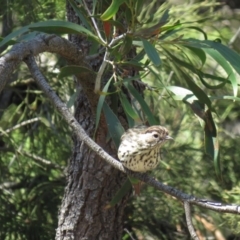 Pyrrholaemus sagittatus at Majura, ACT - 27 Feb 2019 12:48 PM