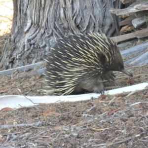 Tachyglossus aculeatus at Watson, ACT - 27 Feb 2019 01:01 PM