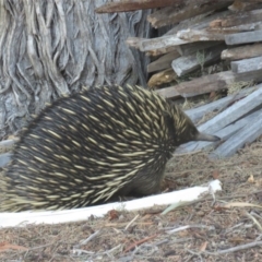 Tachyglossus aculeatus at Watson, ACT - 27 Feb 2019 01:01 PM