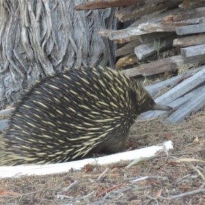 Tachyglossus aculeatus at Watson, ACT - 27 Feb 2019 01:01 PM