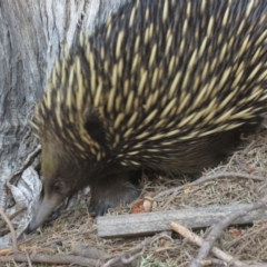 Tachyglossus aculeatus at Watson, ACT - 27 Feb 2019 01:01 PM