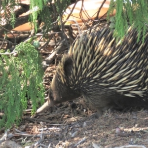 Tachyglossus aculeatus at Watson, ACT - 27 Feb 2019 01:01 PM