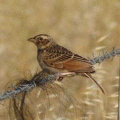Mirafra javanica (Singing Bushlark) at Wallaroo, NSW - 29 Jan 2019 by Christine