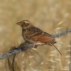 Mirafra javanica (Singing Bushlark) at Wallaroo, NSW - 28 Jan 2019 by Christine