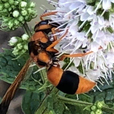 Anterhynchium nigrocinctum (Potter Wasp) at Monash, ACT - 27 Feb 2019 by jackQ