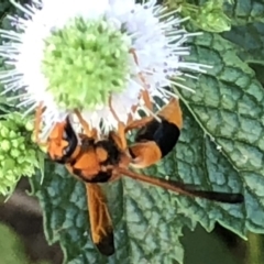 Abispa ephippium at Monash, ACT - 27 Feb 2019