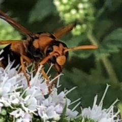 Abispa ephippium at Monash, ACT - 27 Feb 2019