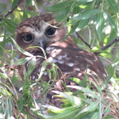 Ninox boobook (Southern Boobook) at Wanniassa, ACT - 27 Feb 2019 by KumikoCallaway