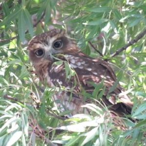 Ninox boobook at Wanniassa, ACT - 27 Feb 2019