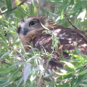 Ninox boobook at Wanniassa, ACT - 27 Feb 2019